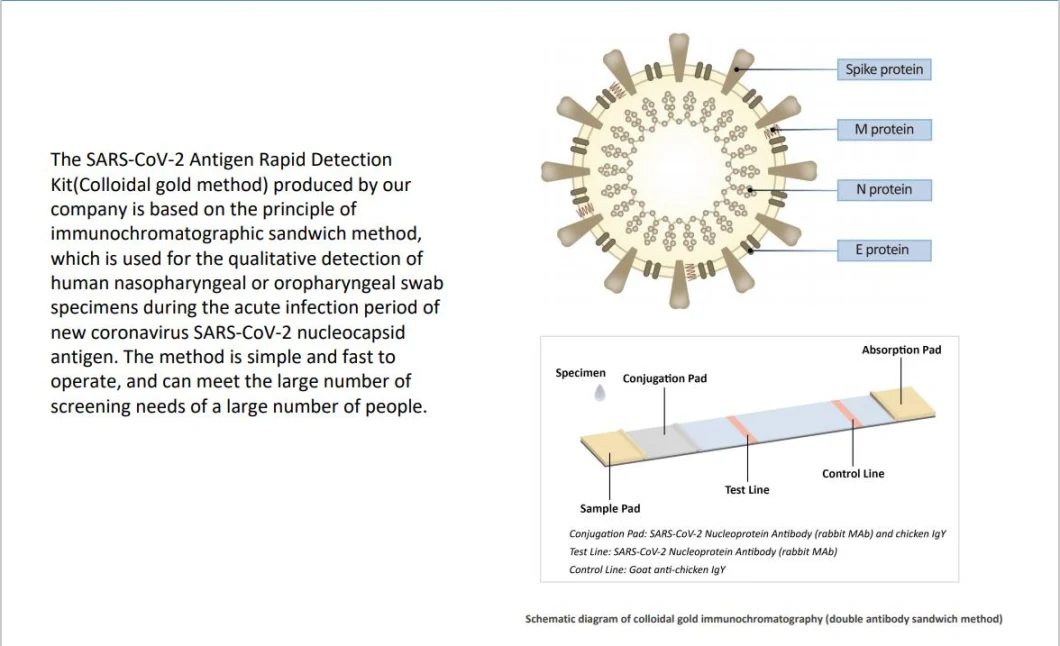 Rapid Self Test Antigen Rapid Testing Kits with Nasal/Oral/Saliva Swab Diagnostic Test Kit with CE ISO13485 ISO9001 Bfarm&Pei Detection Self Kit